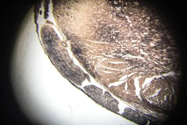 Imagem ilustrativa de Laboratório análise de metais